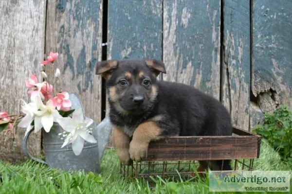 Brooklyn Female German Shepherd