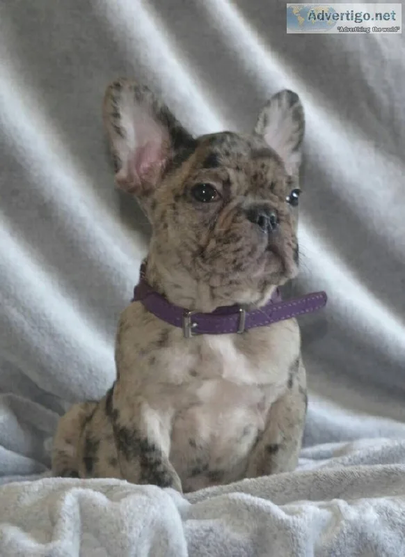 French Bulldog puppy boy