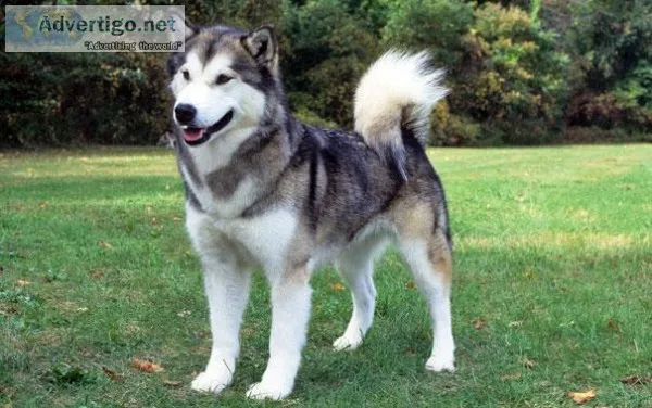 Alaskan Mamamute (male) one year Old