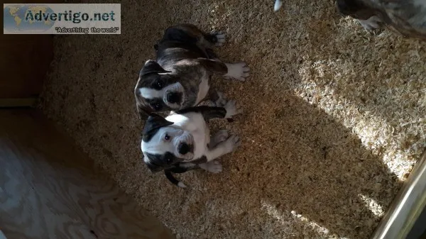 American bulldog pups