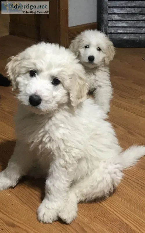 Goldendoodle puppies