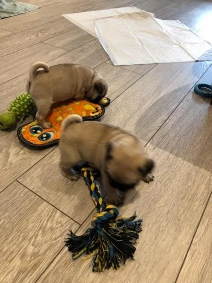 Pure pug puppies