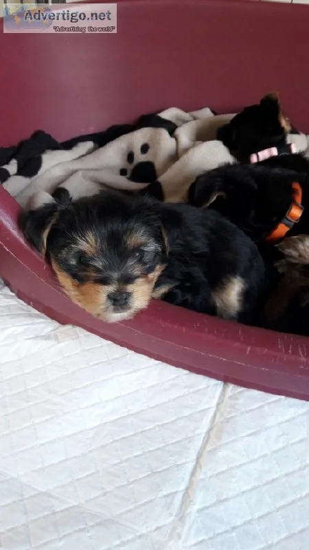 Yorkshire terrier pups