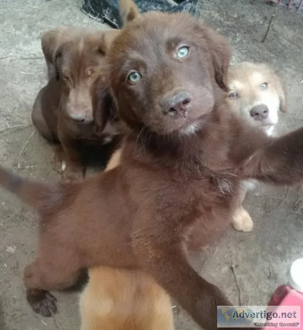 Free pupsanddog