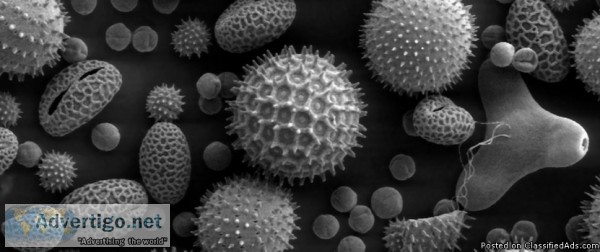 Homeopathy For Allergies Sydney