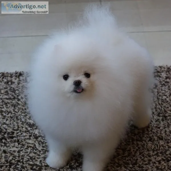 AKC registered Pomerania puppies