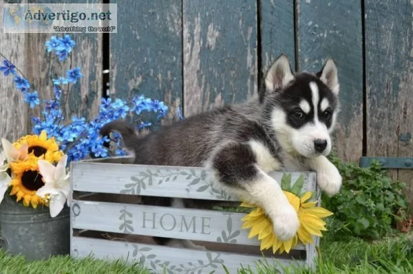 Lightning Male Siberian Husky