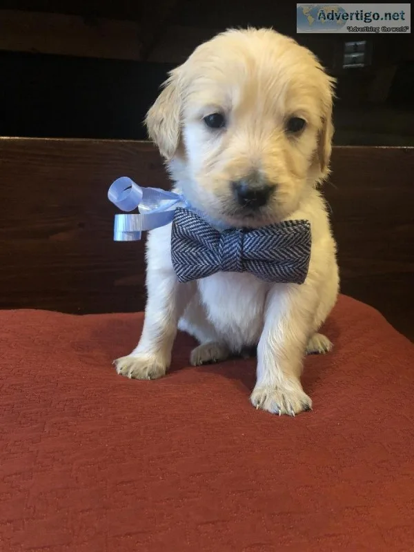 Golden Retriever