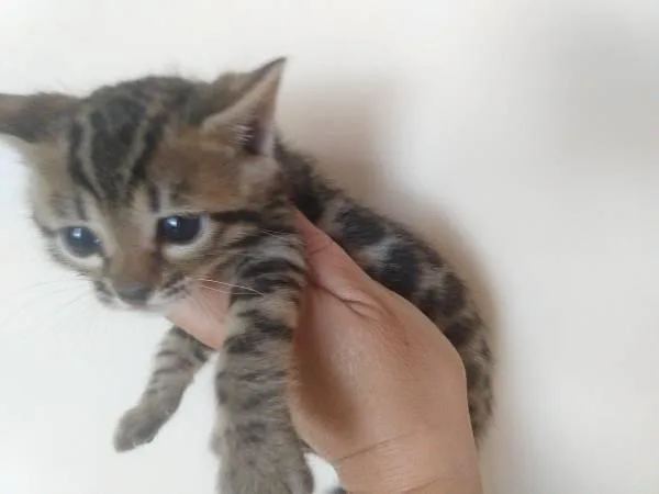Bengal Kittens to give away
