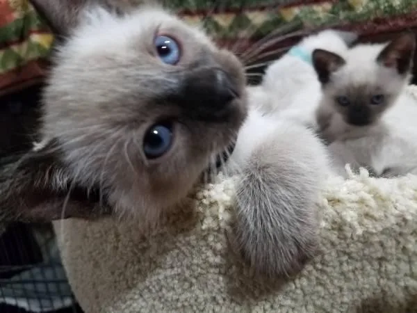 Sealpoint Siamese kitten kittens seal point