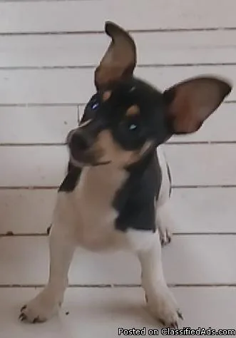 Miniature rat terrier deer head chihuahua