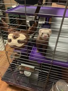 ferrets
