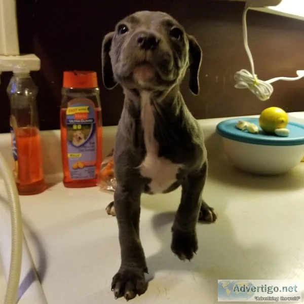 Pitbull puppies