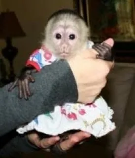 Capuchin monkeys for good homes