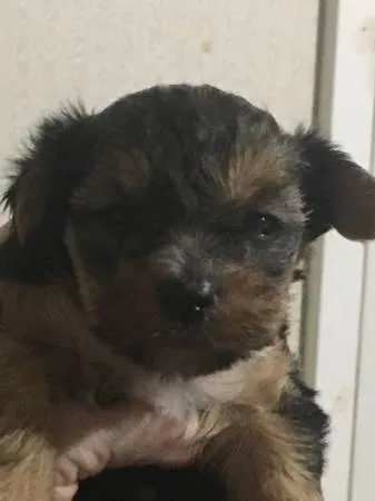yorkie puppy for sale