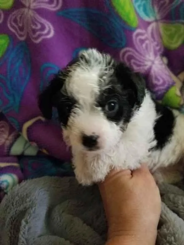 Tiny Maltipom Puppies