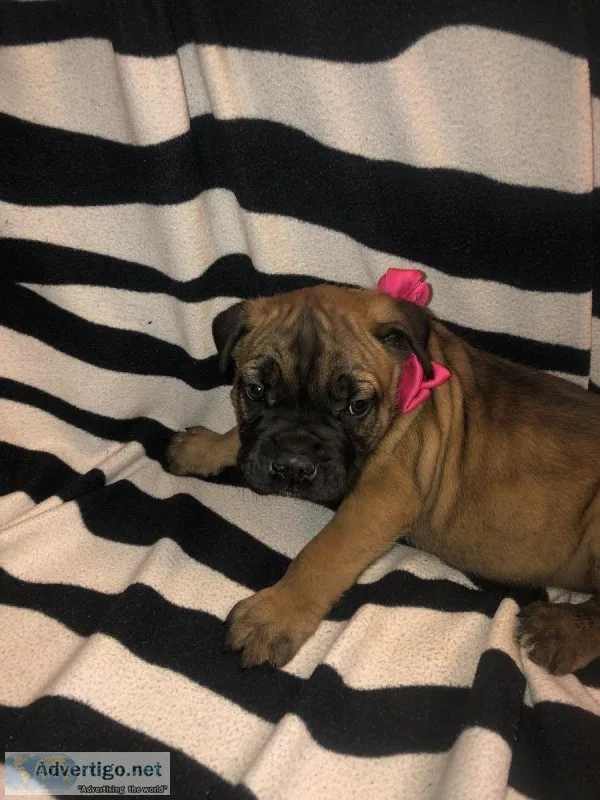 Cane Corso Puppies Italian Mastiff