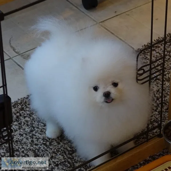AKC teacup  Pomeranians puppies available