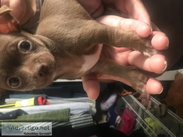 Beautiful 8 weeksfemale Chihuahua