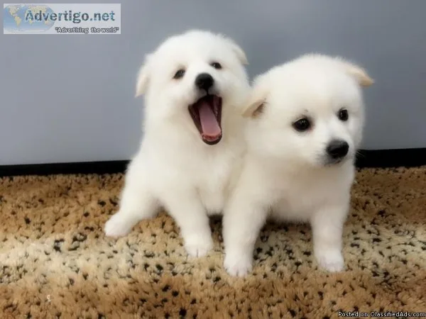 American Eskimo puppies for sale  www.EmpirePuppies.ne t