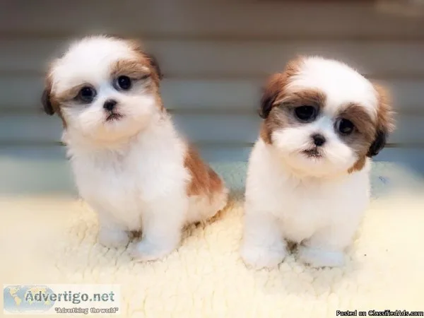 Shih Tzu puppies for sale   www.EmpirePuppies.ne t