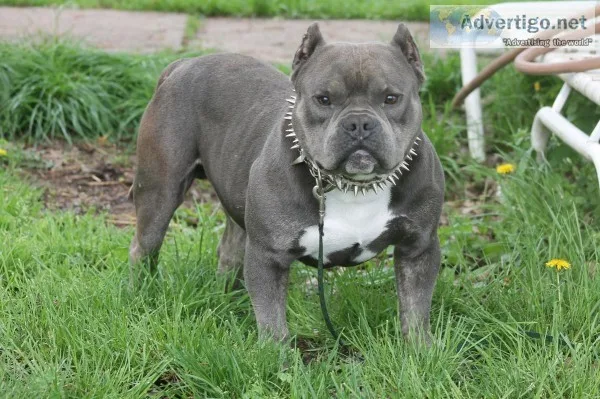 Ukc Exotic American Bully Male