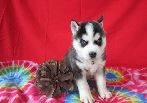 Beautiful pure bred Siberian Husky pups for sale.