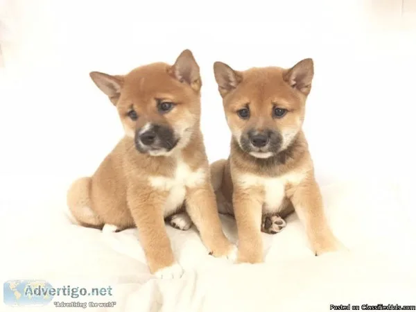 Shiba Inu puppies for sale  www.EmpirePuppies.ne t