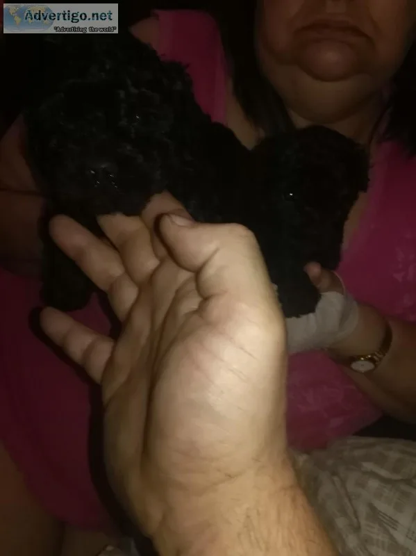 Toy poodle mix puppies