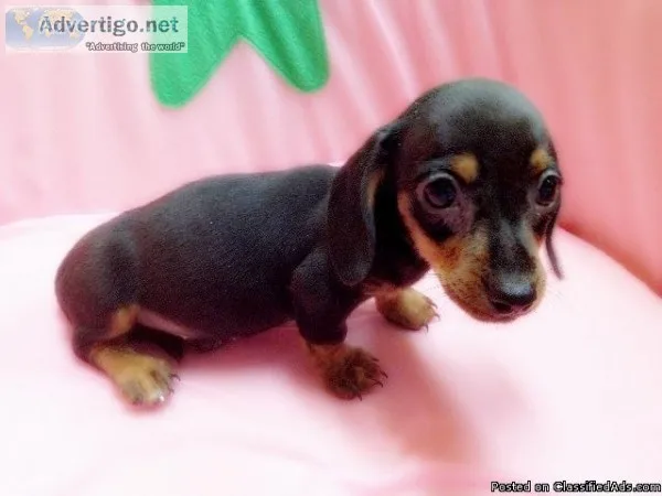 Miniature Dachshund puppies for sale   www.EmpirePuppies.ne t