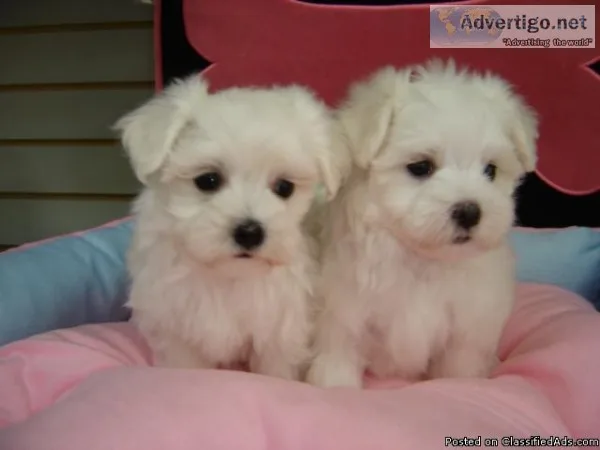 Maltese puppies for sale www.EmpirePuppies.ne t