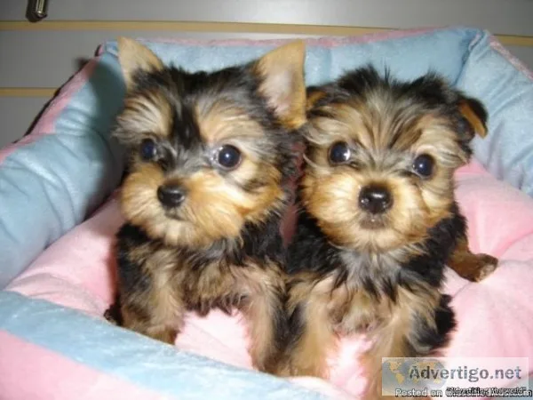 Yorkie puppies for sale   www.EmpirePuppies.ne t