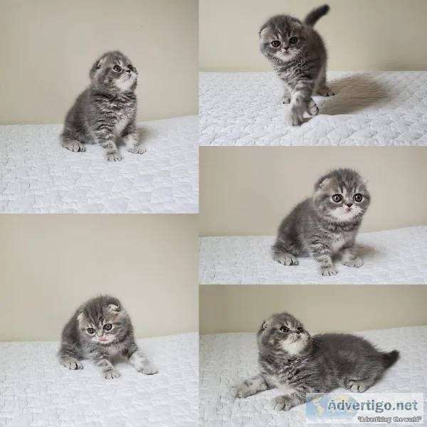Scottish fold munchkin aka Scottish kilt kittens available