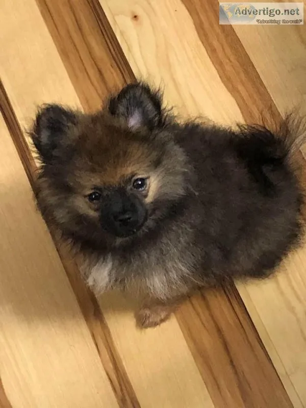 BEAUTIFUL DARK SABLE TINY FEMALE POMERANIAN PUPPY