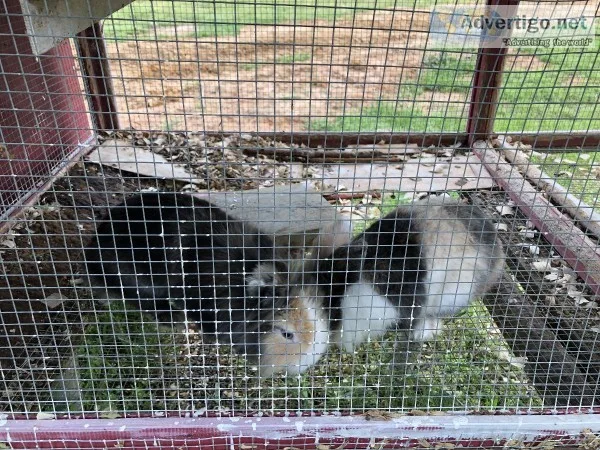Lion-head Rabbits
