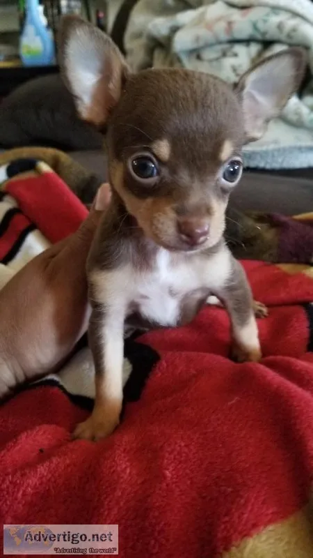 Cute chihuahua puppies