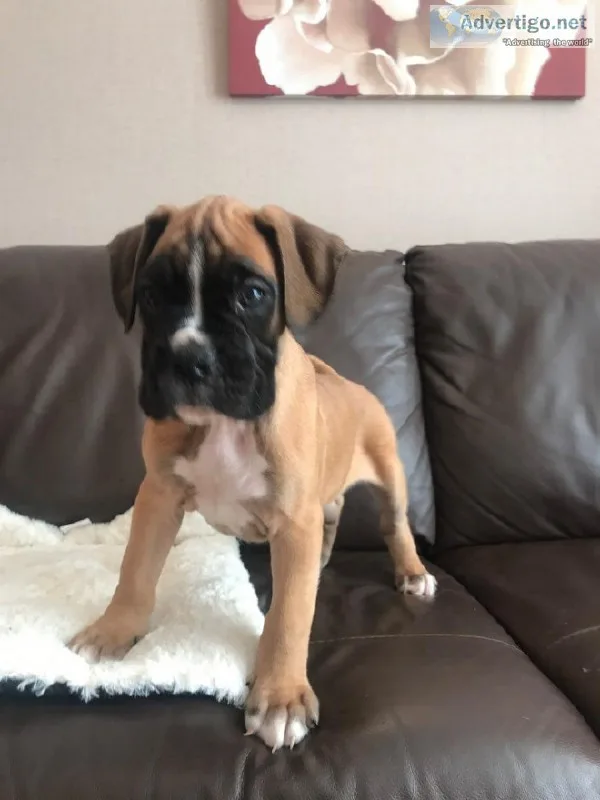 Beautiful Boxer puppies need loving home