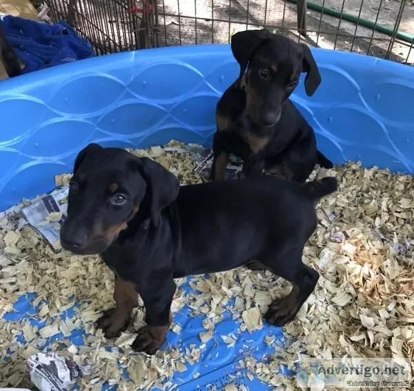 Dobermanpups