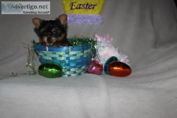Teacup and Toy Yorkies teddy bear doll face pups