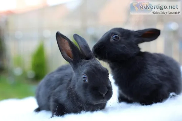 Pedigree Rex Rabbits