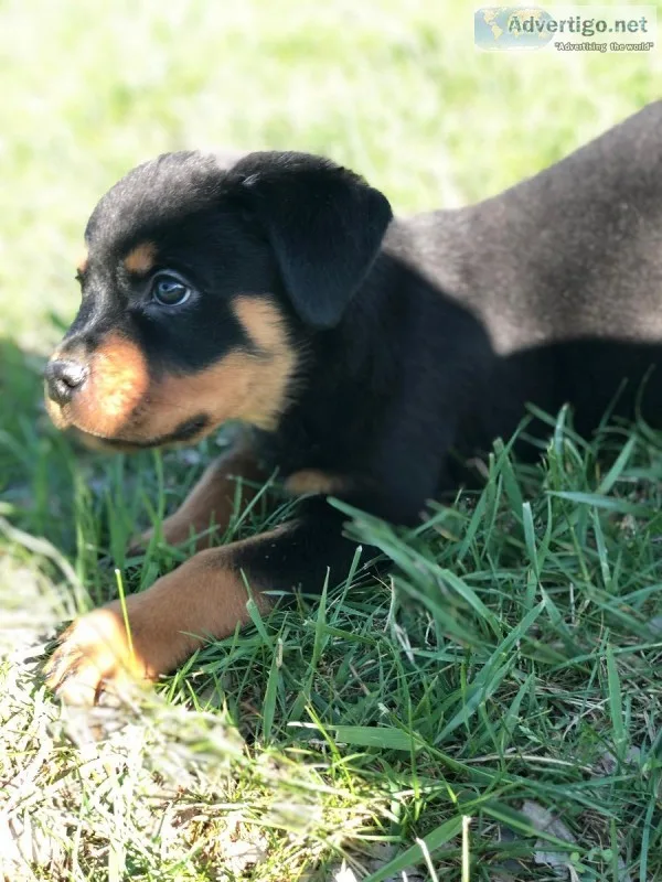 Rottweiler male puppy