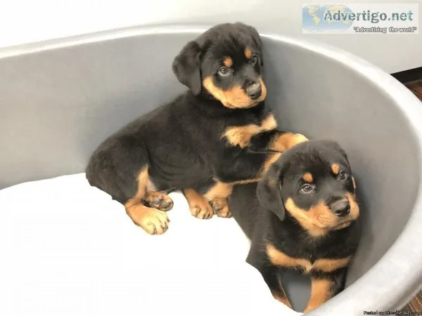 Rottweiler puppies for sale  www.EmpirePuppies.ne t