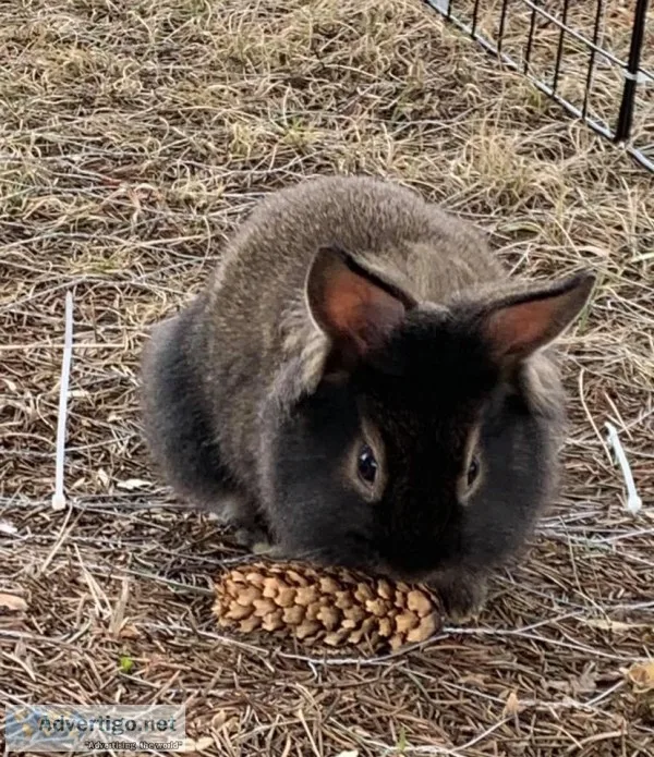 Baby Bunnies Ready 430