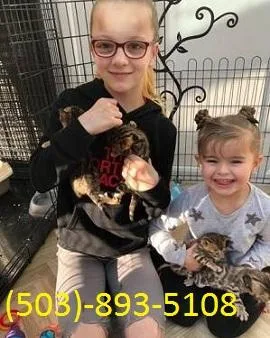 Bengal Kittens ready for adoption