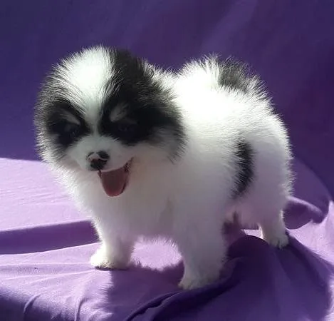 Pomeranian puppies 500