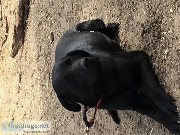 One year old female black lab with papers