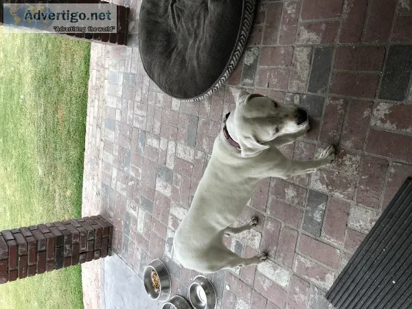 Dogo argentino for sale