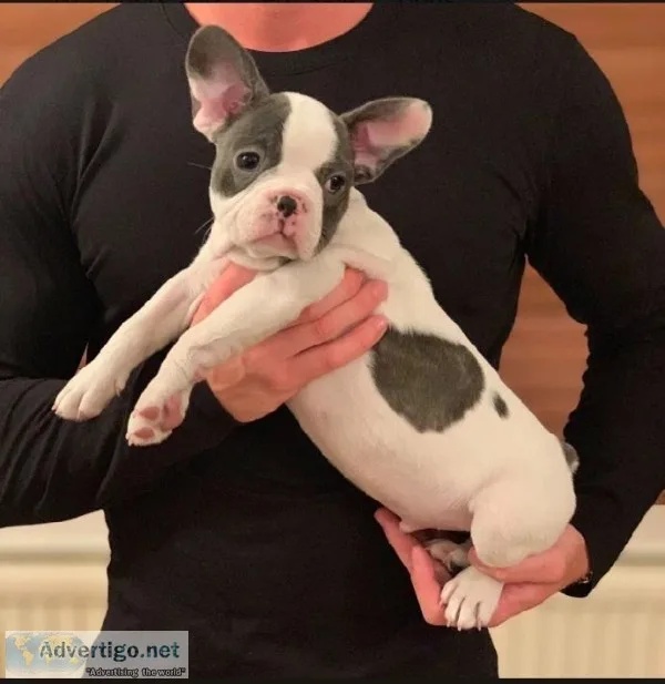 french bulldog