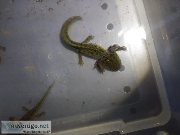 Wildtype and copper axolotls