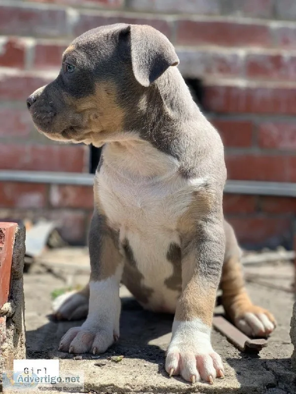 Blue Tri Color Bullies